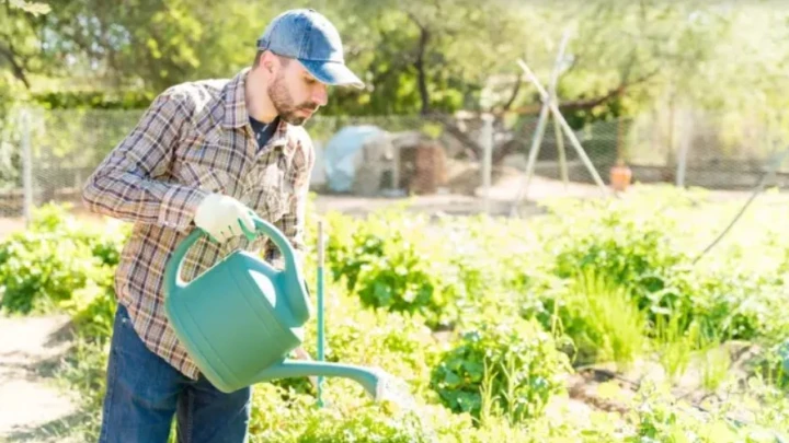 Штраф до 300 тысяч или срок: что грозит дачникам за запрещённые растения