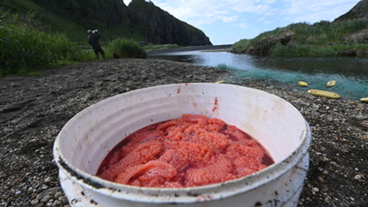 Роскачество проверило 20 марок красной икры: Найдены кишечная палочка и микробы