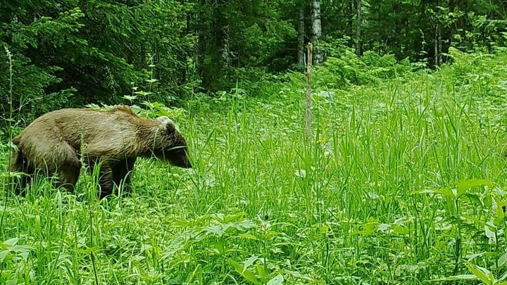 Власти Кузбасса разрешили убить за кражу мёда медведя