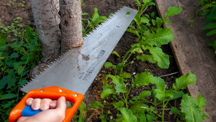 Ленивым дачникам дадут ещё три года