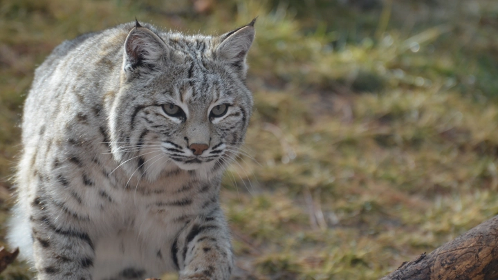 Задержан пытавшийся отравить рысей мужчина: Что о нём рассказали соседи