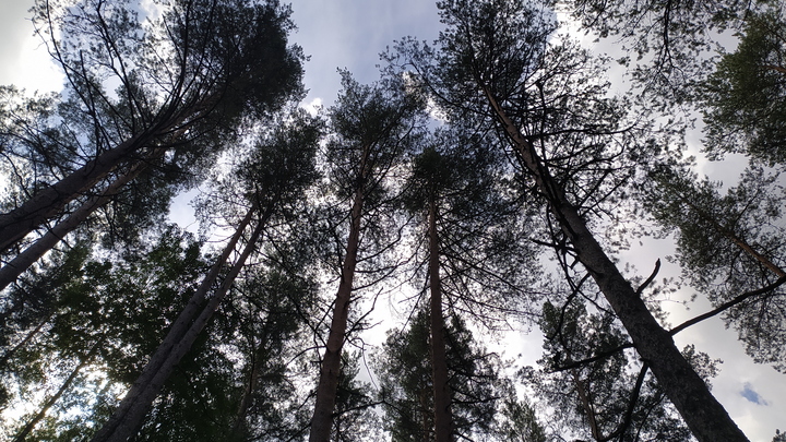 Затронут минимально: Депутат назвал правило благоустройства парков Подмосковья