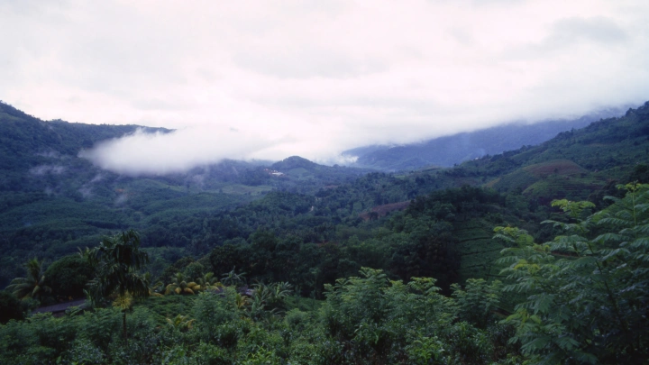 Сочинская ОПГ пыталась построить коттеджный посёлок на территории реликтового леса