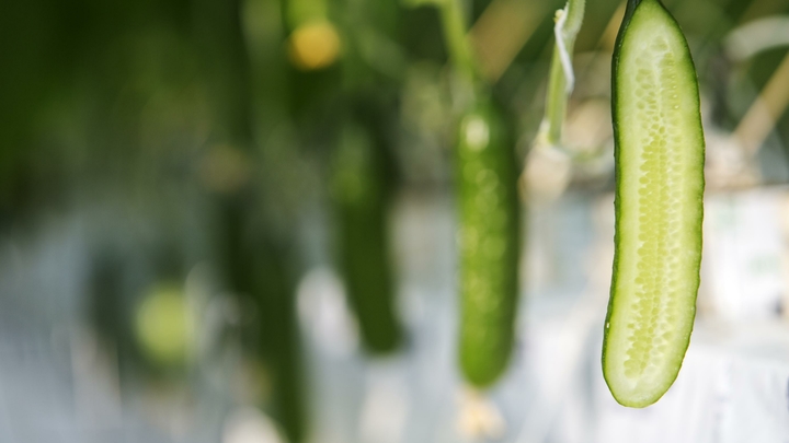 Овощи полезны, но не всегда: Диетологи рассказали, когда от салата лучше отказаться