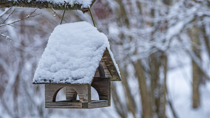 Для запорожских школьников запустили конкурс по строительству кормушек