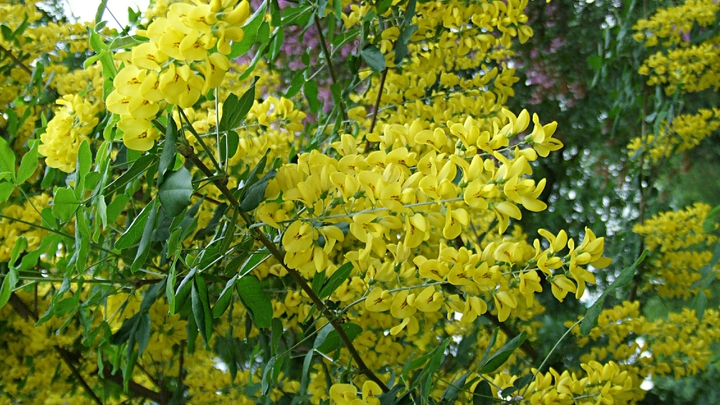 В Запорожской области высадили 1000 саженцев акации