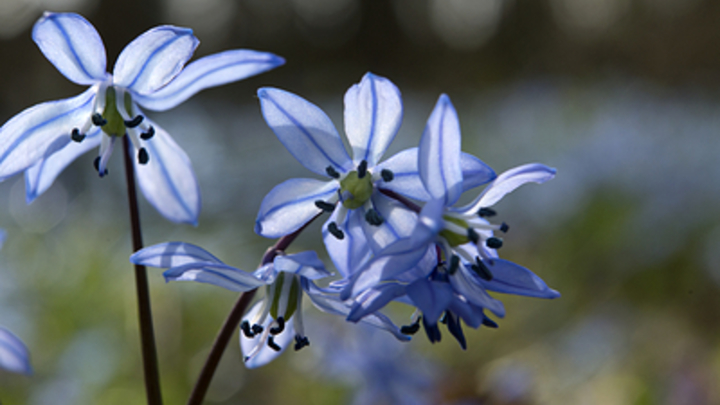 Сорвал цветок – заплати: в нацпарке Сочи вандалов будут штрафовать за каждое убитое растение