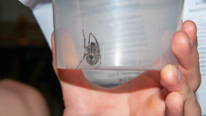 Жительница Москвы нашла чёрную вдову в упаковке с клубникой из Краснодарского края