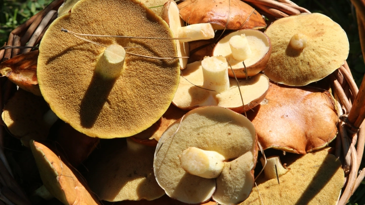 Январь выдал неожиданность: В лесах стали расти грибы. Но есть нюанс