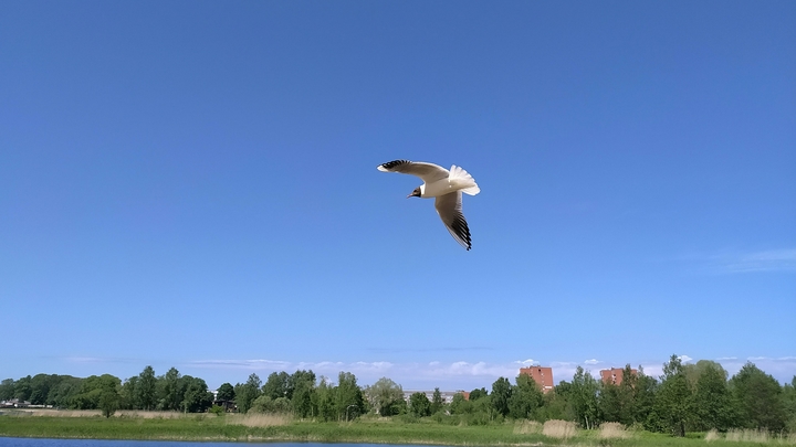 Новость дня о чайке: Звучит как бред, но так и было