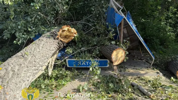 Три человека пострадали из-за падения аварийного дерева в новосибирском Затоне