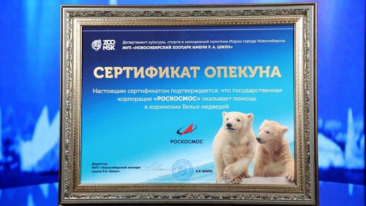 Роскосмос стал куратором белых мишек из зоопарка Новосибирска