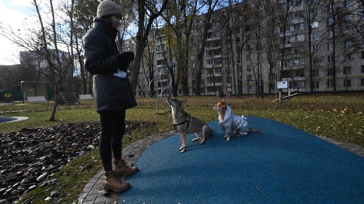В Подмосковье предлагают маркировать домашних животных