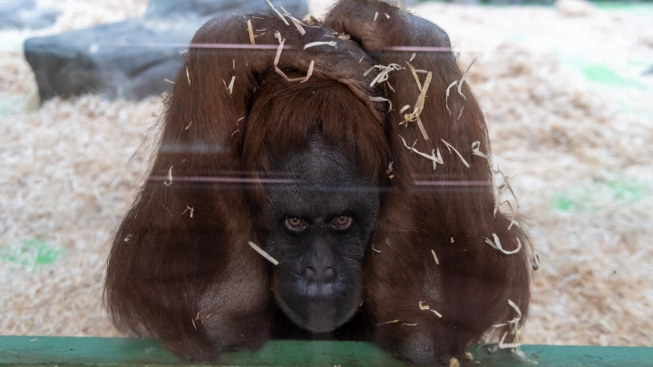 Вейп-скандал в Тайгане: студентка из Краснодара извинилась за курение с орангутаном