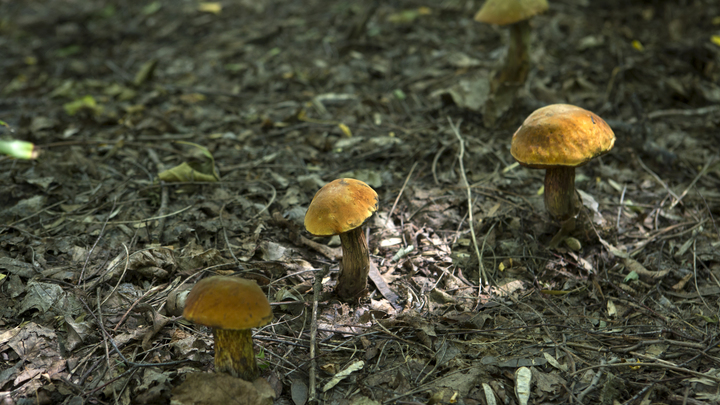 Совет эксперта: Грибов в этом сезоне нет, растите их дома