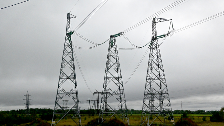 Не страшно даже дерево: Об особой прочности электрических проводов рассказал эколог