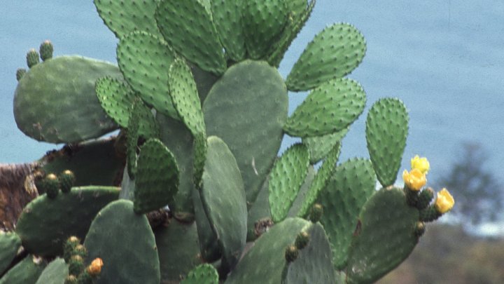 В Тирасполе расцвели уличные кактусы сорта опунция