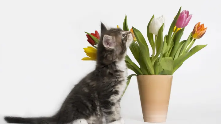 Ветклиники переполнены: Самый популярный подарок на 8 марта оказался смертельно опасен для котов