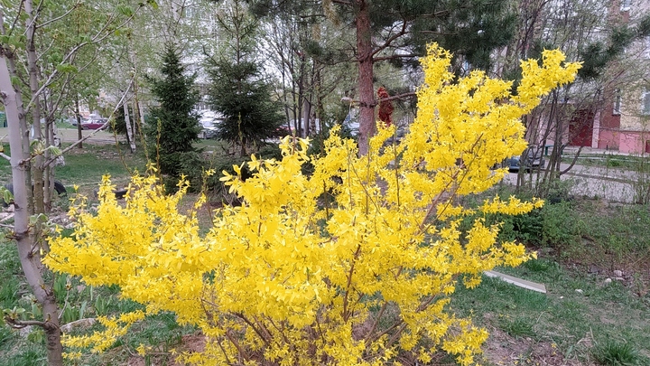 Во Владимирскую и Ивановскую области приходит рекордная жара