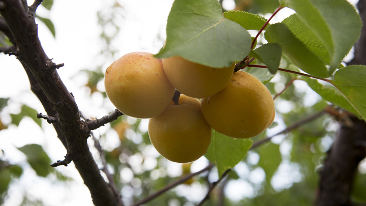 Отголоски абрикосовых войн: руководство Фуд Сити совершило непоправимую ошибку - Мардан