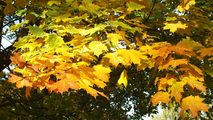 На Кубань идут небольшие дожди: синоптики рассказали, какую погоду ждать на выходных