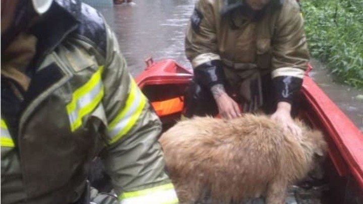 В Ростове спасатели вызволили собаку из подвала подтопленной девятиэтажки