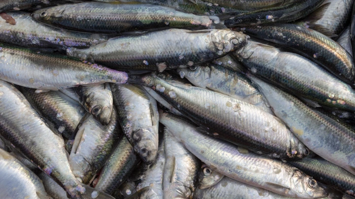 Легендарная история о пукающей селёдке и войсках НАТО обрела новый смысл