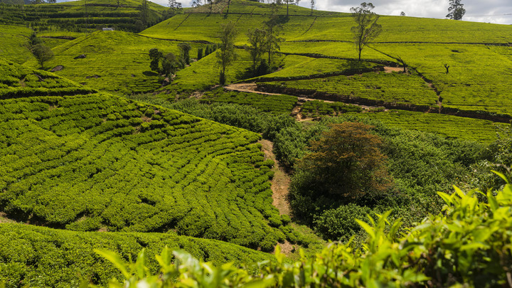 На Кубани снизился на 10% сбор чайных листьев