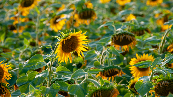 За 2023 год кубанский экспорт масличных культур вырос в 4 раза