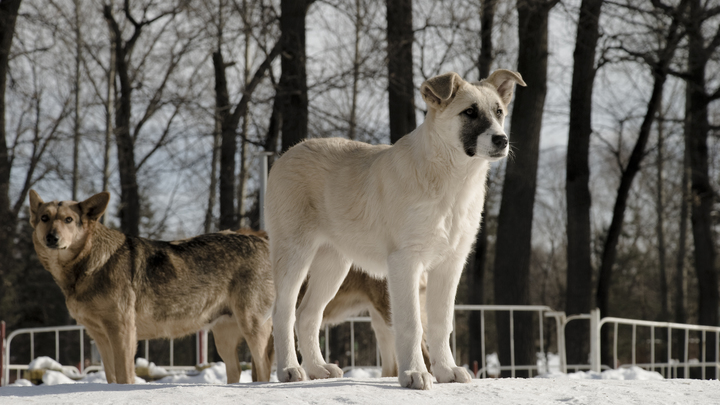 Власти Нижнего Тагила запретили возвращать отловленных собак в общественные места