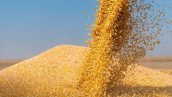 Непогода в России может спровоцировать повышение мировых цен на пшеницу - Bloomberg