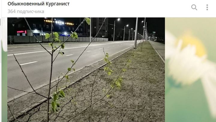 Не обошлось без ложки дегтя: в Кургане появились новые липы и рябины