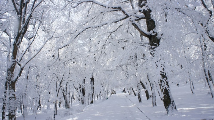 Прогноз погоды на Кубани на 21 декабря: В регионе ожидается снегопад