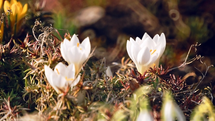В Сочи появились первые в сезоне весенние облака