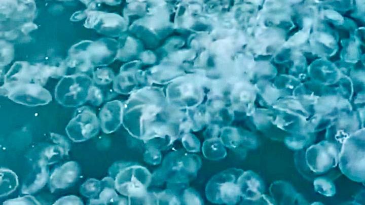 Армия медуз была замечена у берегов Анапы