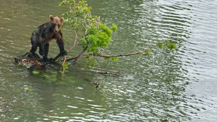 Да успокойся ты, чё!: Русские спасли медведя, не обратив внимание на его сопротивление