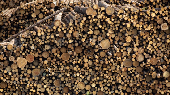 Чиновники взялись за экспорт леса. Ставки выросли