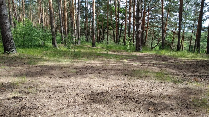 В Судогодском районе черные лесорубы уничтожили деревья на полмиллиона рублей