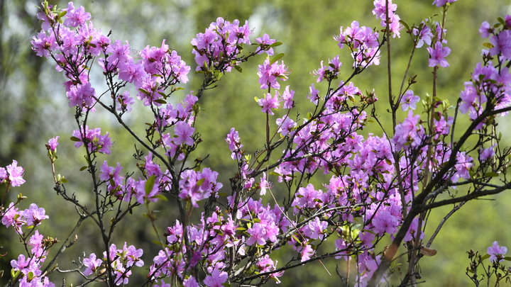Перепады температур могут погубить магнолии в нацпарке Сочи