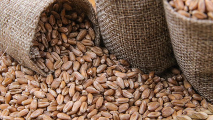 Депутат Госдумы о продлении зерновой сделки: Хлеб нужен всем