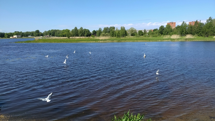В Армавире в реке нашли тело пропавшего молодого человека