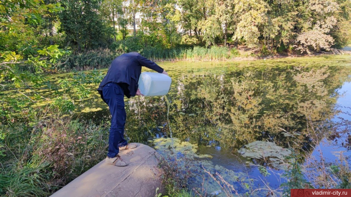 Во Владимире в пруды заливают суспензию водоросли хлореллы: зачем она нужна