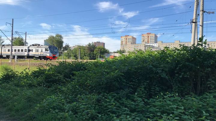 В Подмосковье бороться с тропинками вдоль железных дорог будут с помощью колючих кустарников