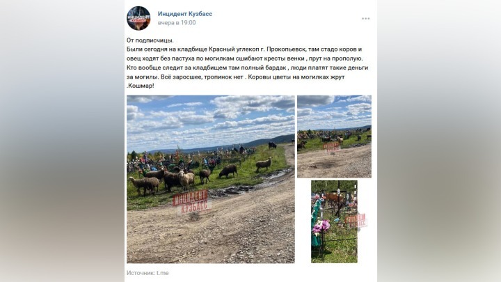 Коровы и овцы на кладбище возмутили жителей Кузбасса