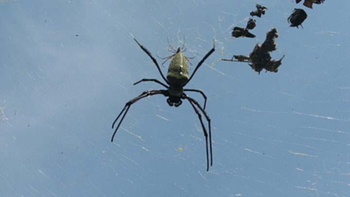 Людей ненавязчиво переводят на диету с насекомыми. Сначала - под шоколадом