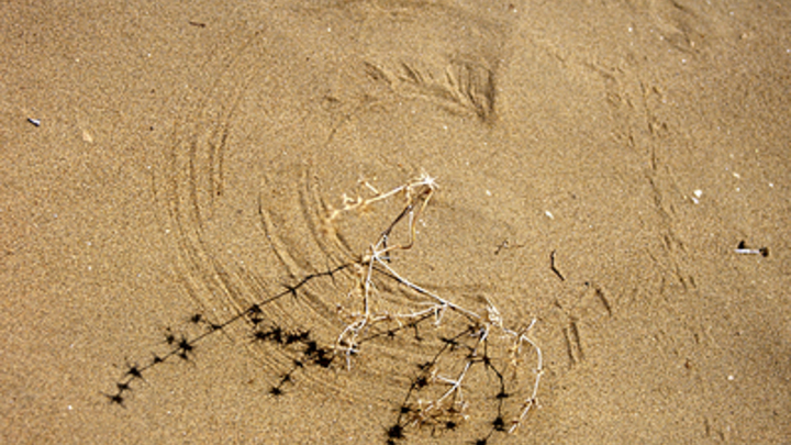 Гидролог: России необходимы стратегические проекты для борьбы с засухой