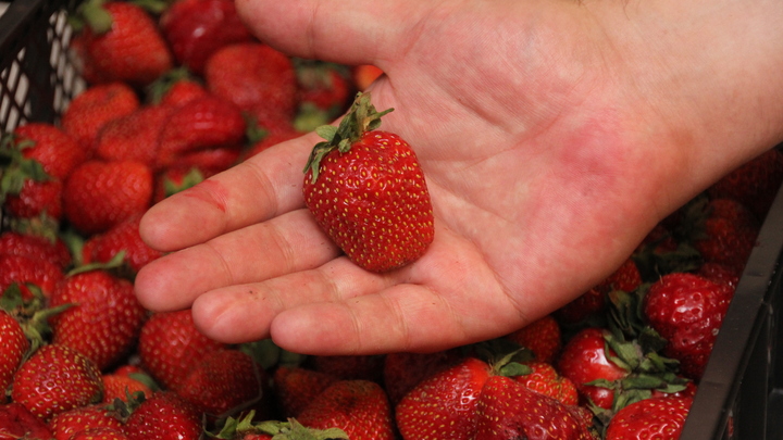 Как во Владимирской области получить грант на сельское хозяйство и на что его охотнее дадут