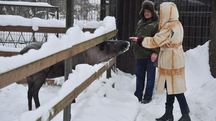 В нижегородском зоопарке Лимпопо родился детёныш хайлендов