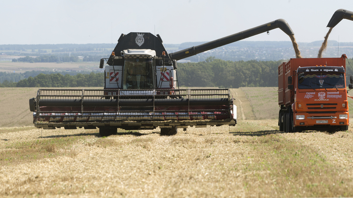 В Египте опровергли информацию о якобы отказе от пшеницы из России