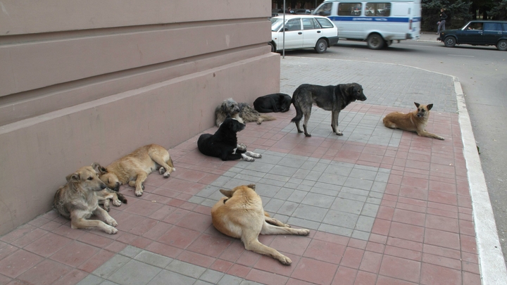 В Темрюкском районе на глазах у детей застрелили собаку